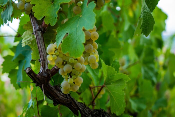 Grapes - Image 2