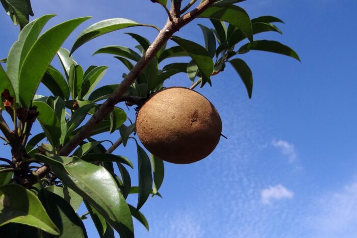 Sapodilla ( Chikku )
