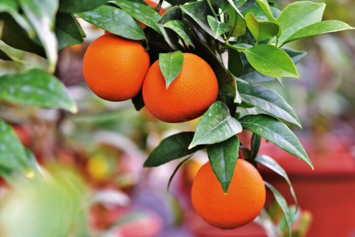 Orange
