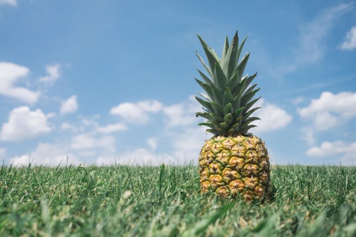 PineApple - Image 2