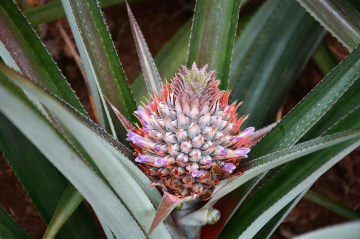 PineApple - Image 3