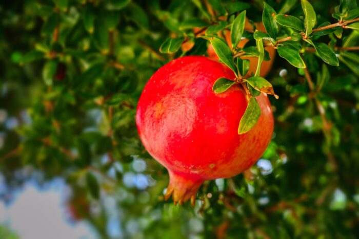 Pomogranate