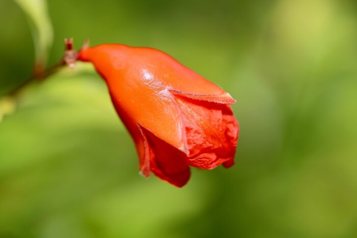 Pomogranate - Image 2