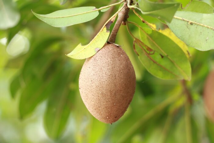 Sapodilla ( Chikku ) - Image 2