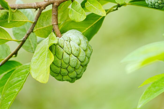 Custard (Sugar) Apple