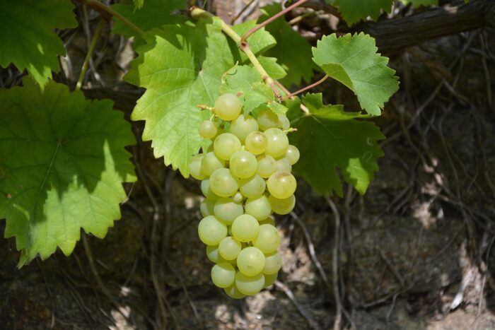 Grapes - Image 3