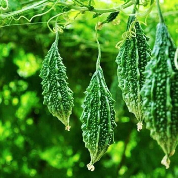 Karela