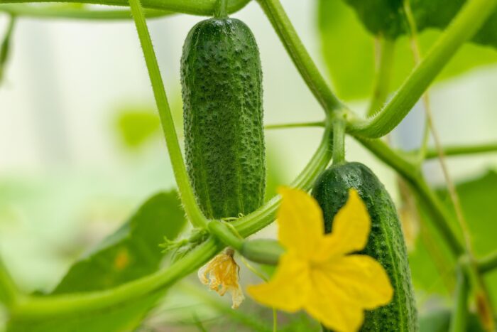 Cucumber - Image 2