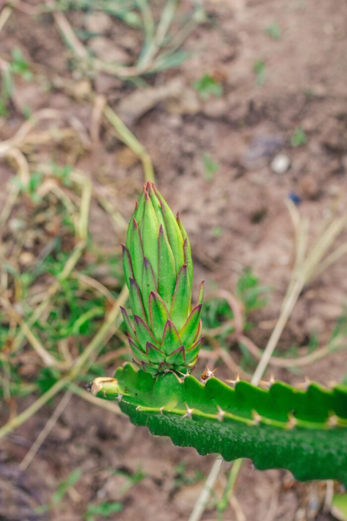 Dragon Fruit - Image 2